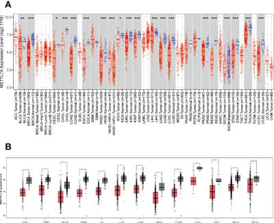 Comprehensive analysis of the significance of METTL7A gene in the prognosis of lung adenocarcinoma